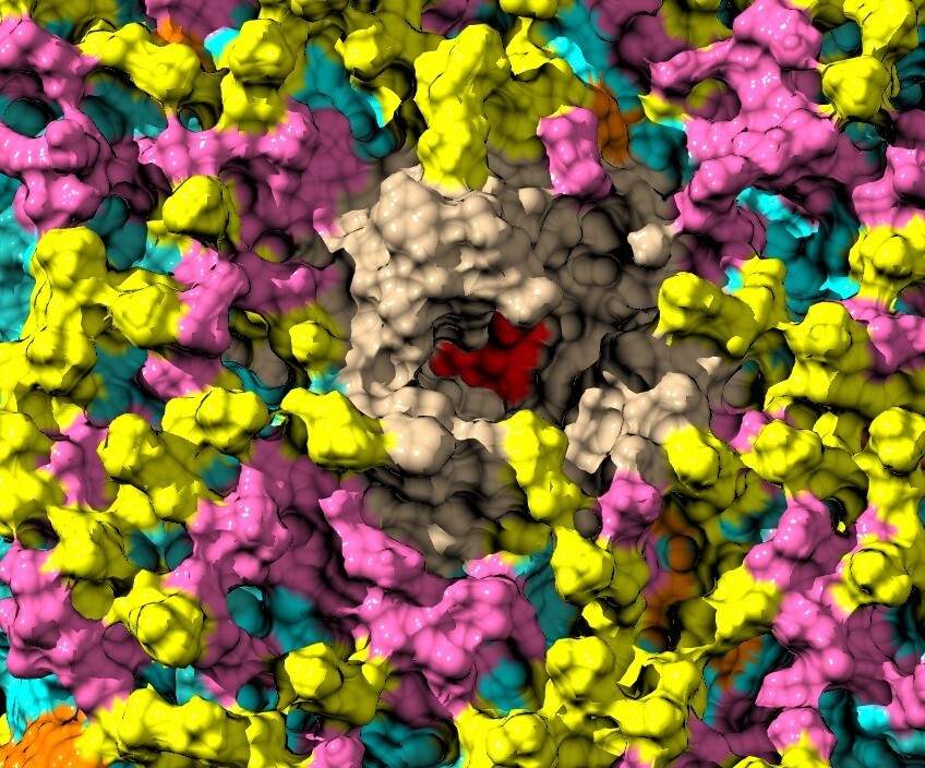 An artist's impression of the tetrapeptide molecule (magenta) binding to a cell wall