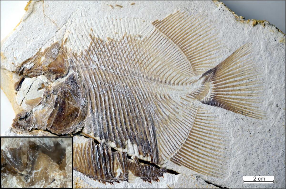 Originally discovered in limestone deposits in the Solnhofen region of southern Germany, the fossilized remains of one the fish ended up in the collection of the Jura-Museum in the German town of Eichstätt