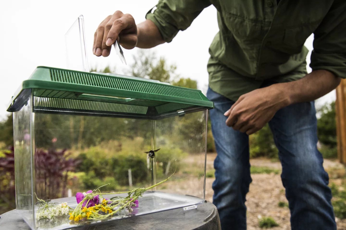 The battery in the backpack could last up to seven hours, and recharge wirelessly when the bees return to the hive at night