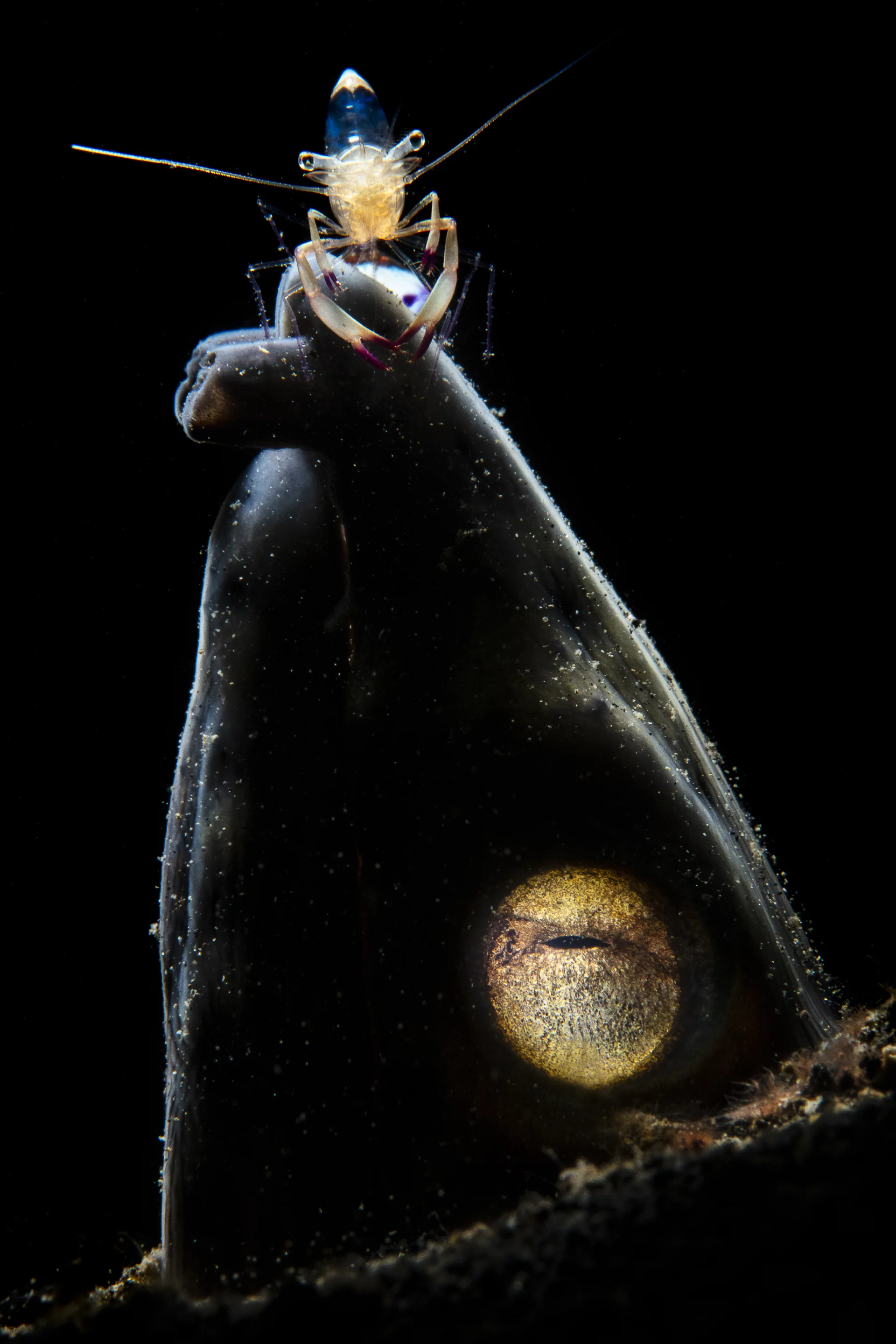 Third place, Category - Behavior. The photo was taken in Lembeh Indonesia. The snake eel with a magnificent cleaning shrimp hanging around on it