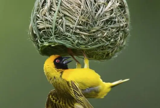 The treehouse form is based on the elaborately woven nests of the Bowerbird and Weaver bird