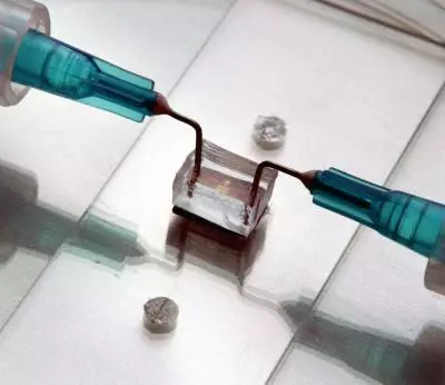 The frog peptide chip in use (Photo: Frank Wojciechowski)