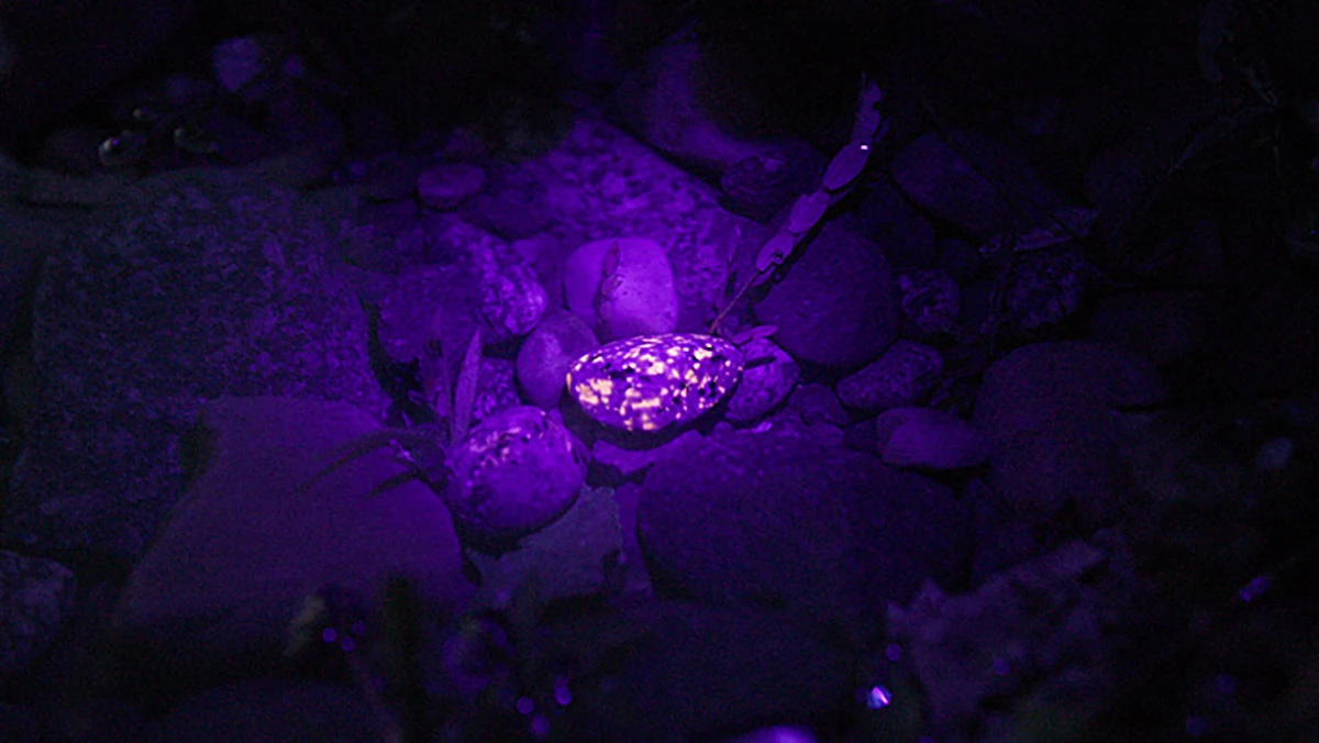 The UV light variant can come in handy for rock hunting