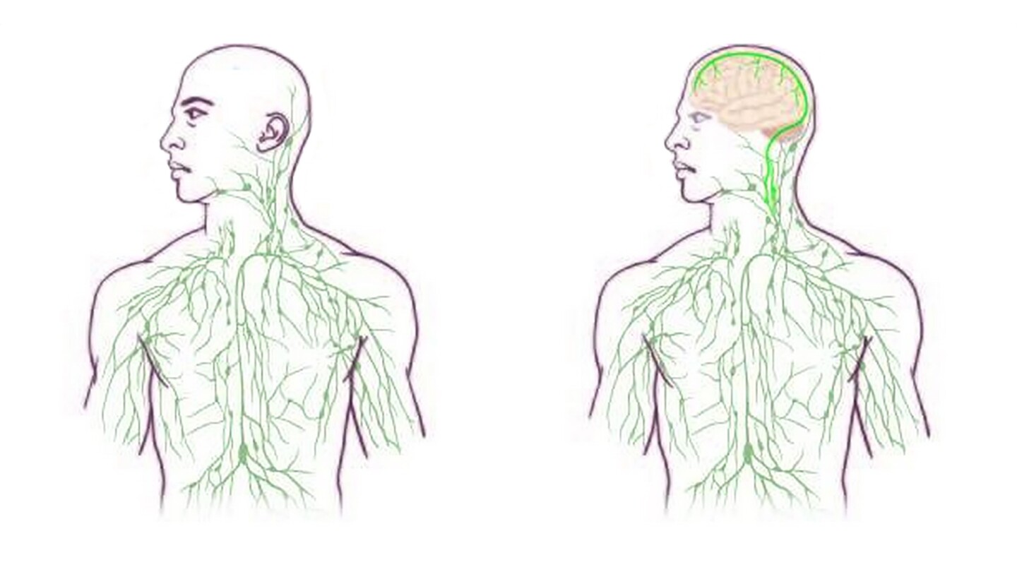 The new findings will lead to a remapped view of the lymphatic system