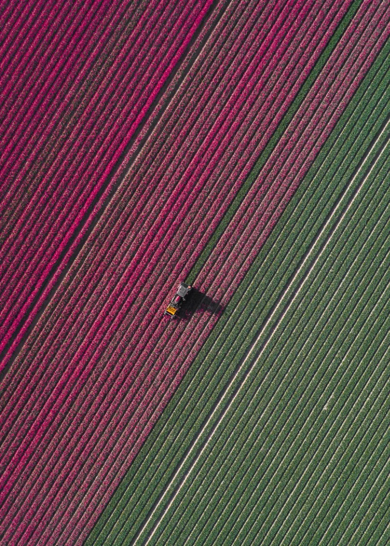 The Tulip Series: Every year Dutch farmers grow two billion tulips. They all bloom for a few weeks in April and May and nearly 1,000 different colors and cultivars are bred