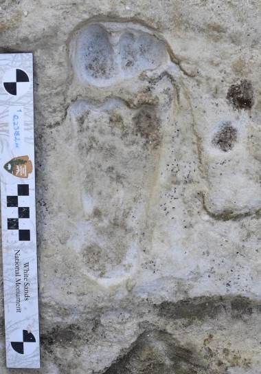 The footprints date back between 21,000 and 23,000 years ago