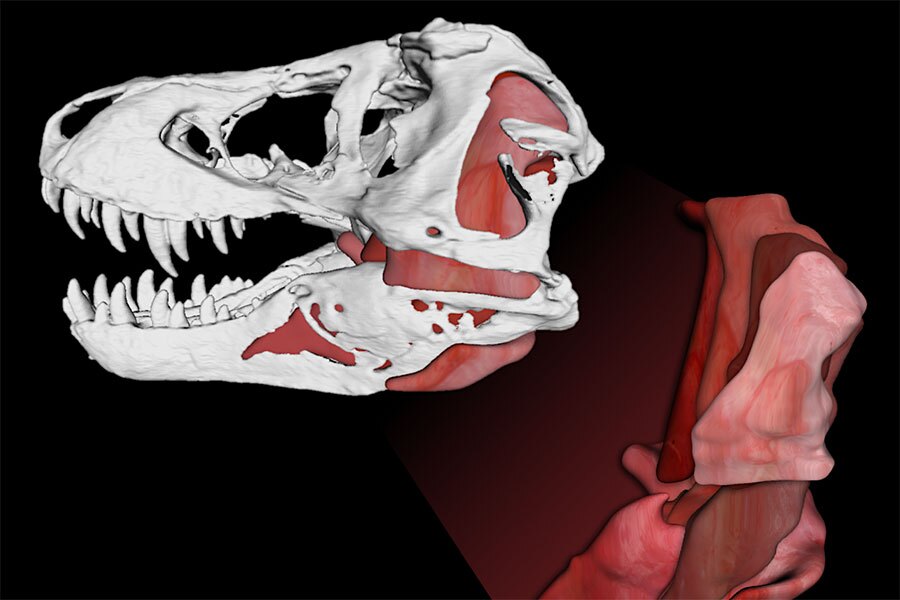 Using the jaw musculature of modern crocodiles, Florida State University researchers calculated that the T-rex might have had a bite force of 8,000 lb (35,586 N), and 431,000 psi
