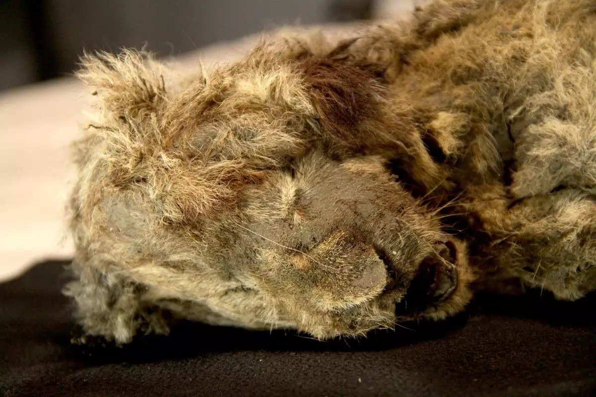 Sparta, the cave lion cub, was found in the Siberian permafrost and dates back around 28,000 years
