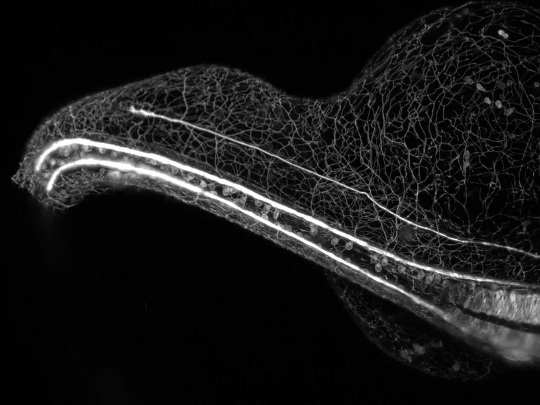 The winning video showing the sensory nervous system of a zebrafish embryo growing over a 16-hour time lapse