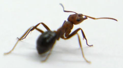 The research involved studying the composition and strength of the Allegheny mound ant, an insect commonly found in the east of the United States (Photo: The Ohio State University)