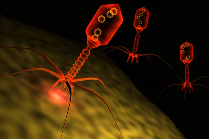 The M13 bacteriophage can be used to deliver a DNA message in the “Bi-Fi” biological internet cell-to-cell communication system (Image: Shutterstock)
