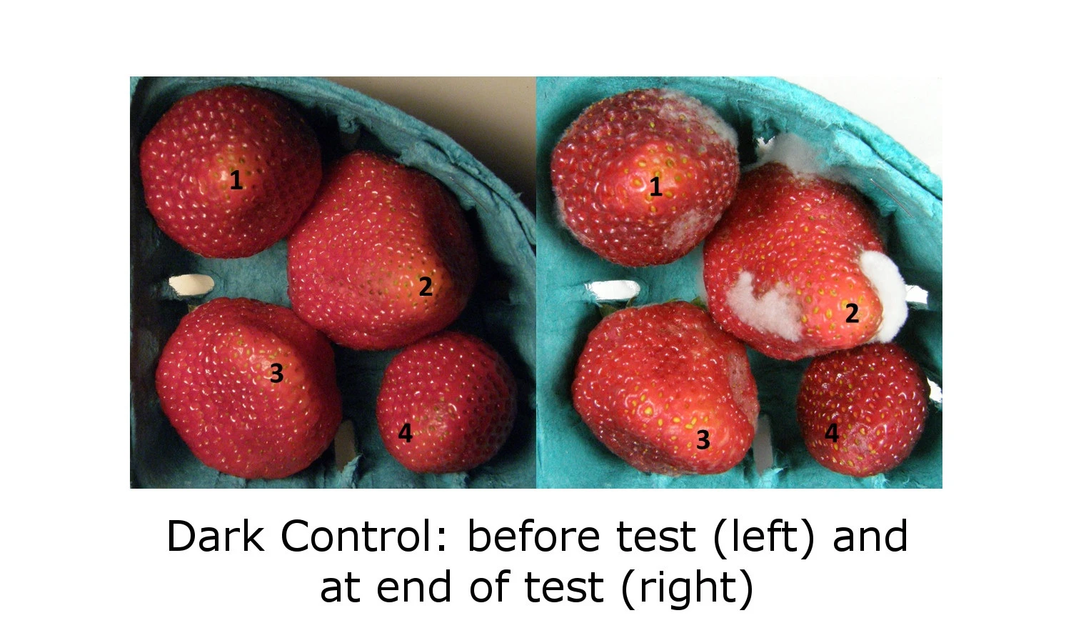 Status quo: the control group of strawberries grow rot and mold