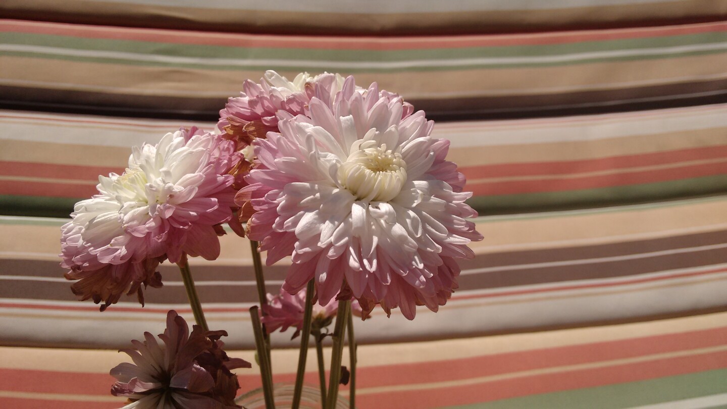 Another photo taken with the Moto G in direct sunlight (Photo credit: Eric Mack / Gizmag)