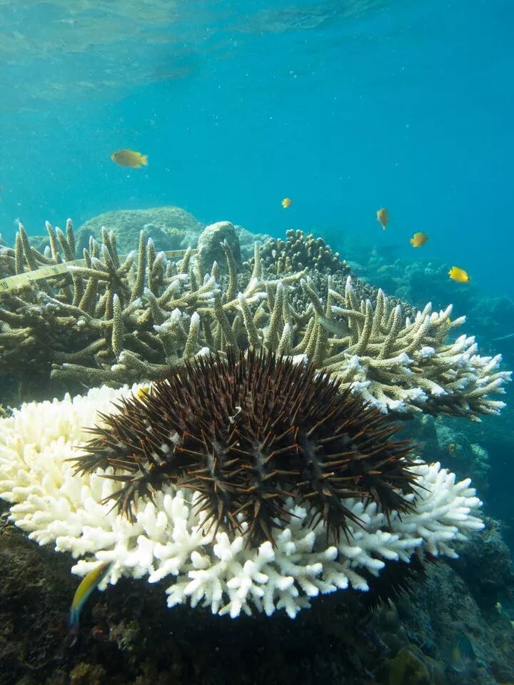 The crown-of-thorns starfish poses a very big threat the wellbeing of Australia's Great Barrier Reef