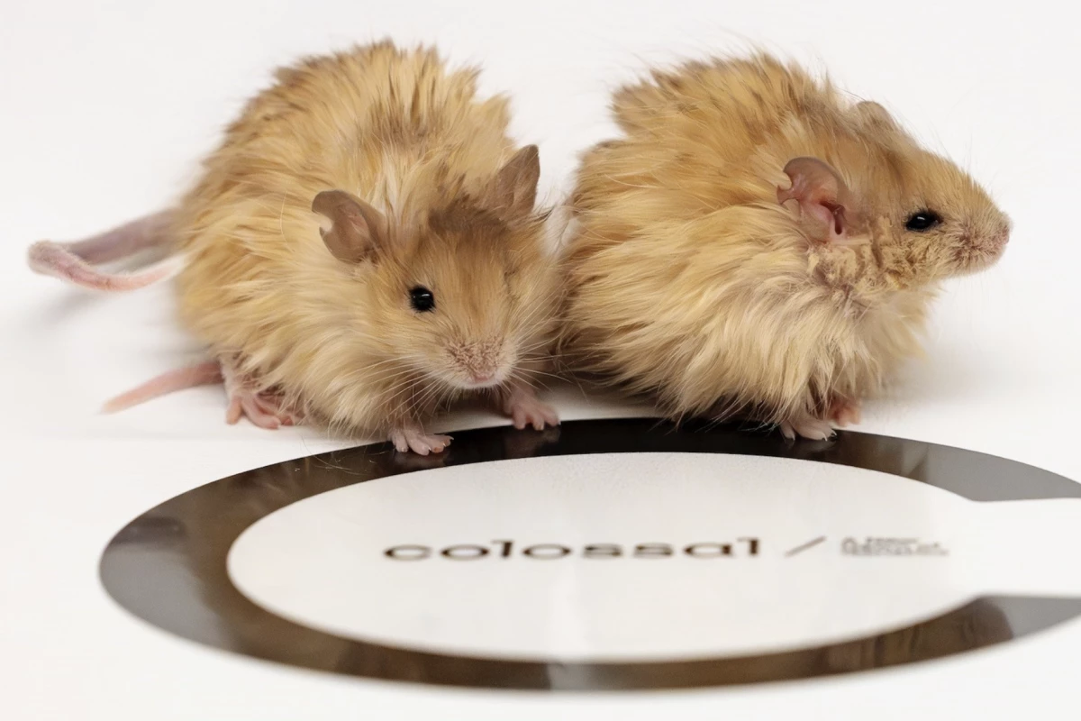 The scientists altered seven genes to give these mice woolly mammoth traits