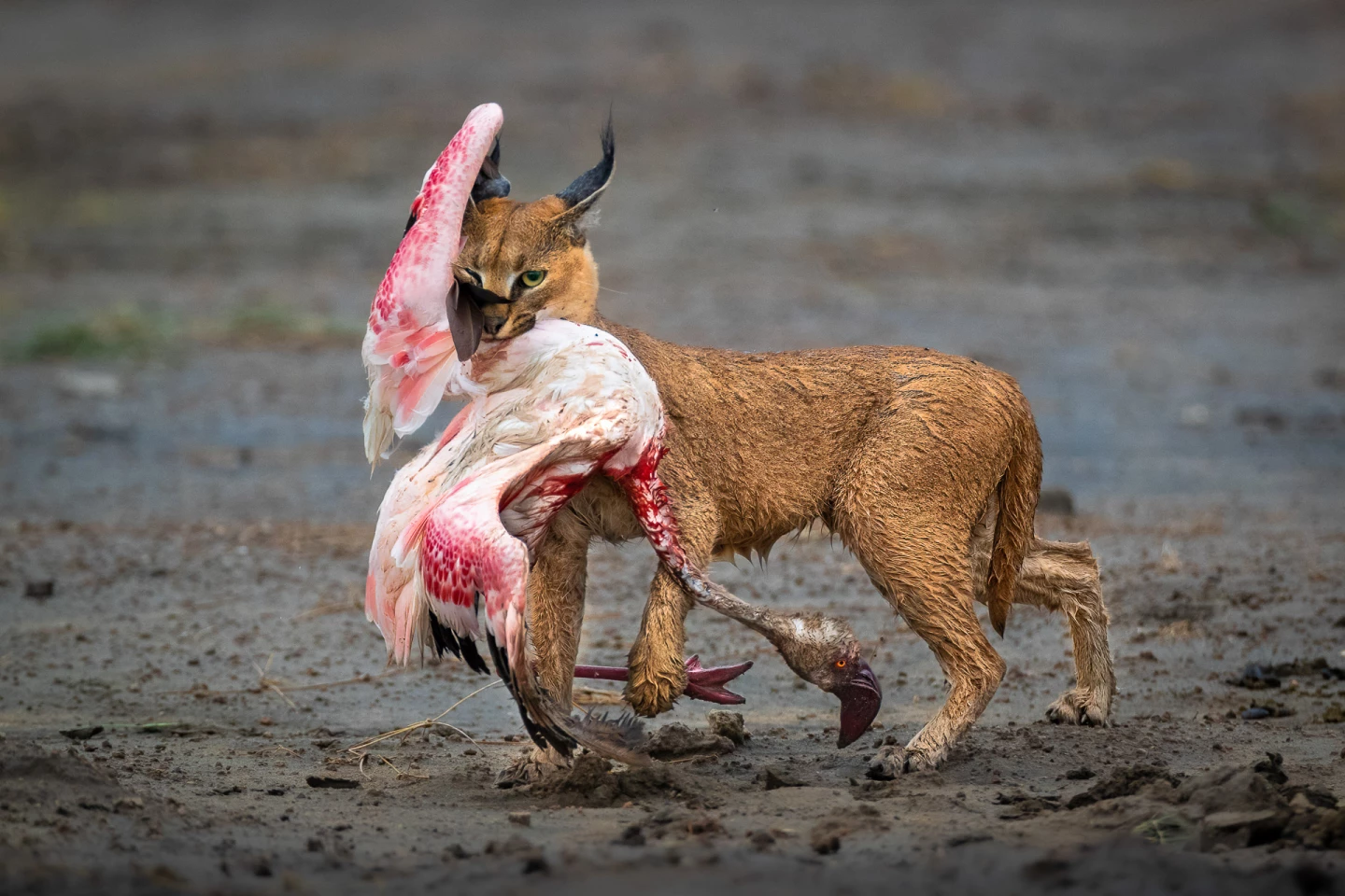 OVERALL WINNER & Animal Behaviour Category winner. "A Cat and Its Prize". Ndutu, Republic of Tanzania