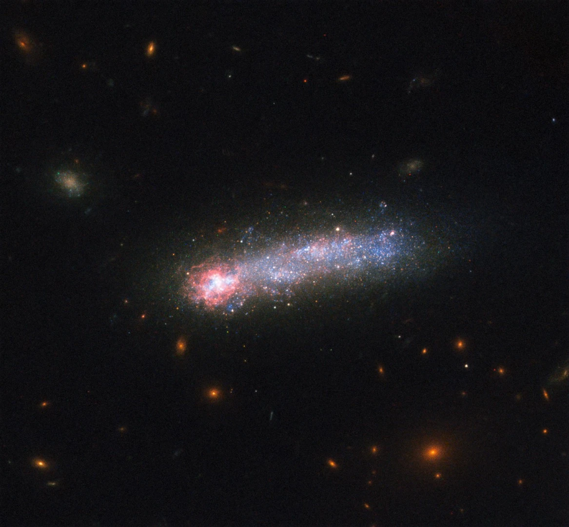 The galaxy is a member of a class of galaxies called “tadpoles” because of their bright heads and elongated tails. This galaxy resides relatively nearby, at a distance of 80 million light-years. Tadpoles are rare in the local Universe but common in the distant Universe, suggesting that many galaxies pass through a phase like this as they evolve (Credit: NASA, ESA, and D. Elmegreen (Vassar College), B. Elmegreen (IBM’s Thomas J. Watson Research Center), J. Almeida, C. Munoz-Tunon, and M. Filho (Instituto de Astrofisica de Canarias), J. Mendez-Abreu (University of St. Andrews), J. Gallagher (University of Wisconsin-Madison), M. Rafelski (NASA Goddard Space Flight Center), and D. Ceverino (Center for Astronomy at Heidelberg University))