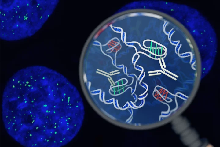 Australian scientists have discovered a new DNA structure – a twisted knot known as an i-motif – inside living cells for the first time