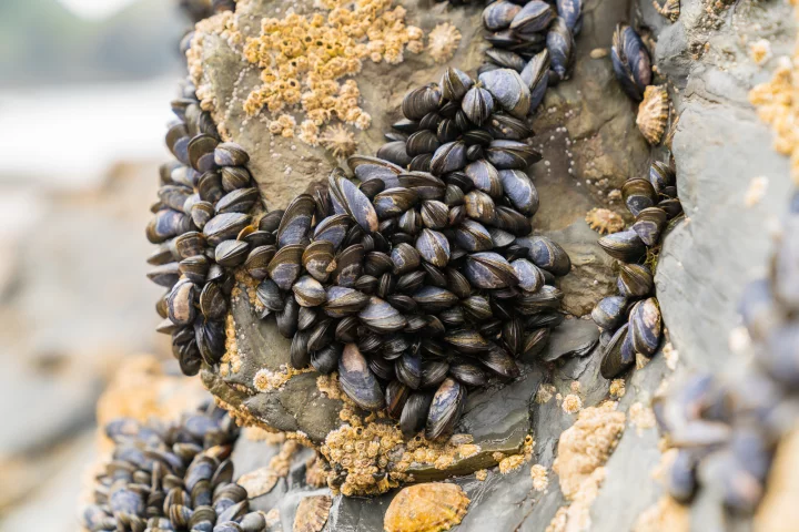 A new adhesive, inspired by how mussels cling to rocks in wet environments, also teams up with proteins from mucus
