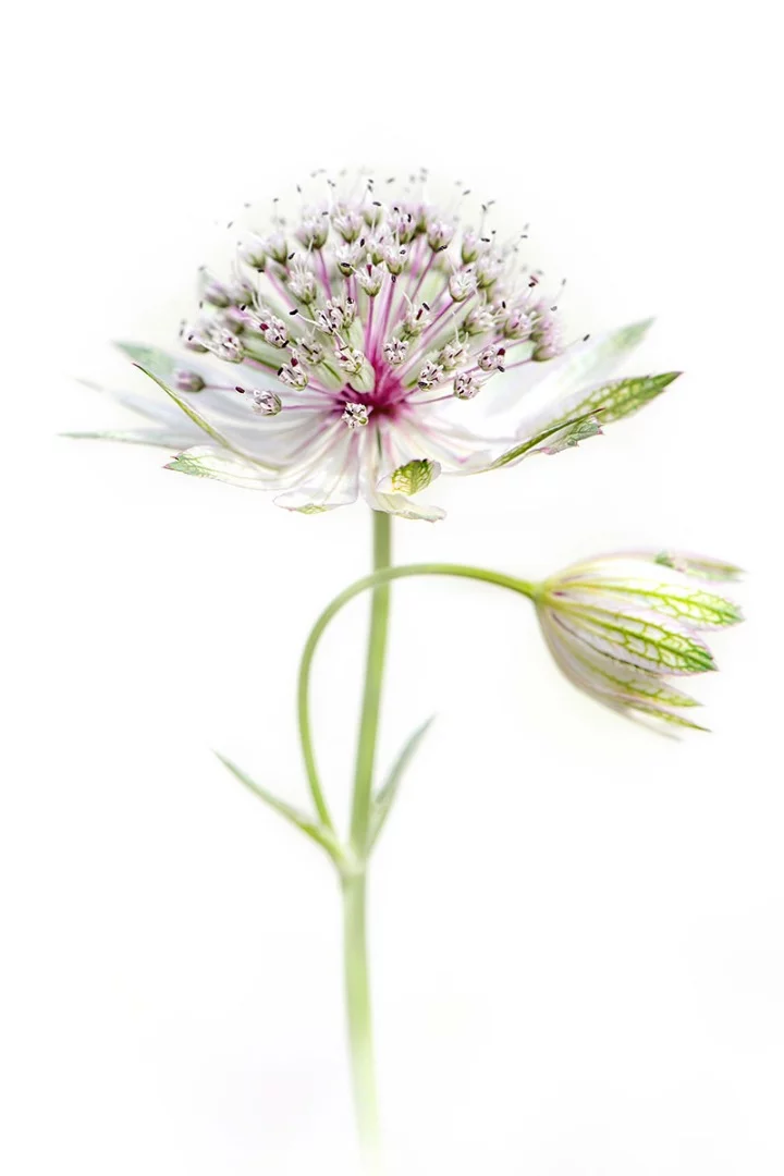 Highly Commended: Astrantia major