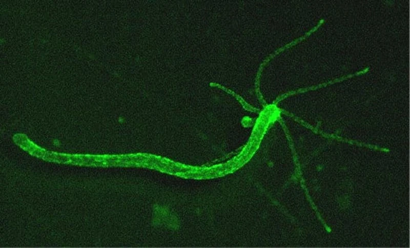 Hydra neurons can be tracked by a green fluorescence indicator, allowing for behavioral patterns to be connected to nervous system activity