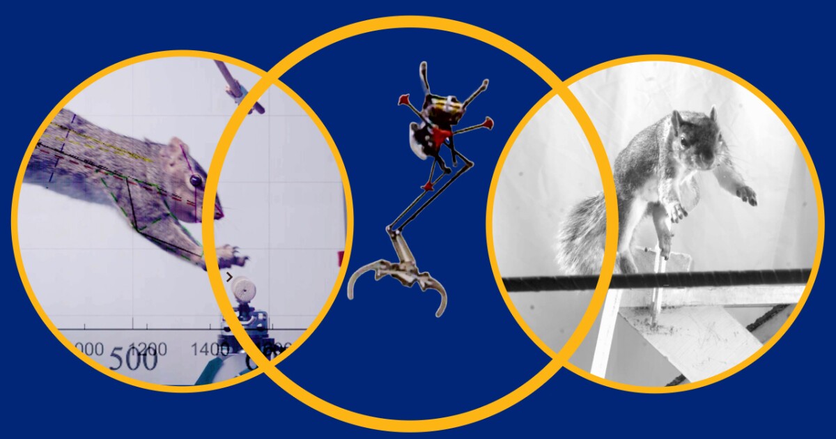 Squirrel-inspired one-legged robot nimbly leaps between branches Squirrel-inspired one-legged robot nimbly leaps between branches