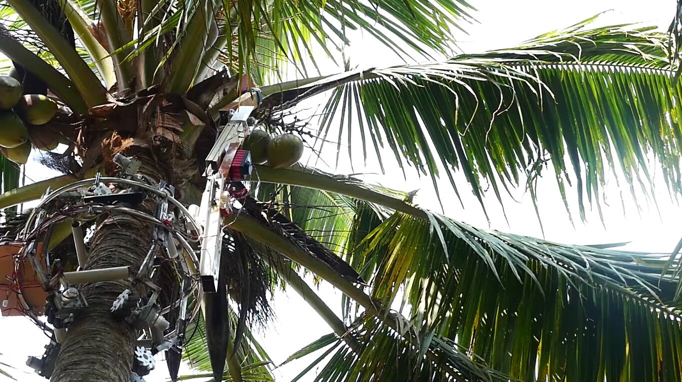 Amaran at work in a coconut tree