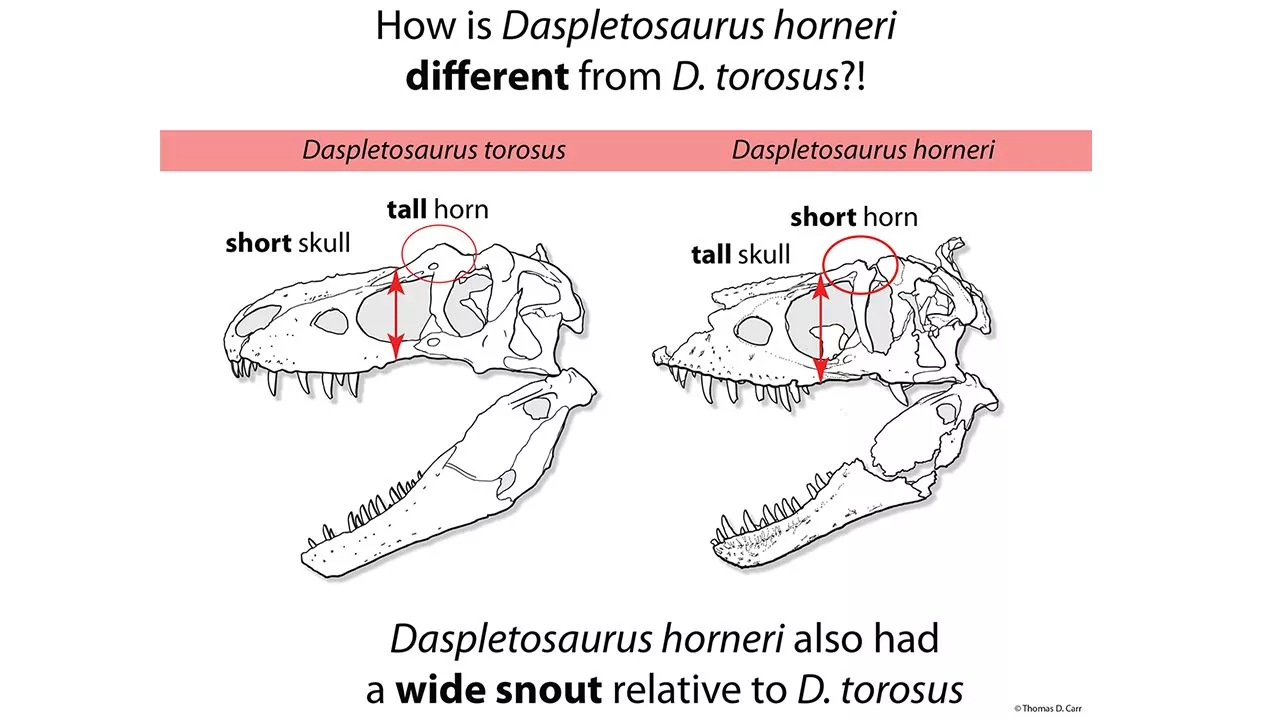 The research indicates that D. horneri directly evolved from D. torosus, over a period of about 2.3 million years