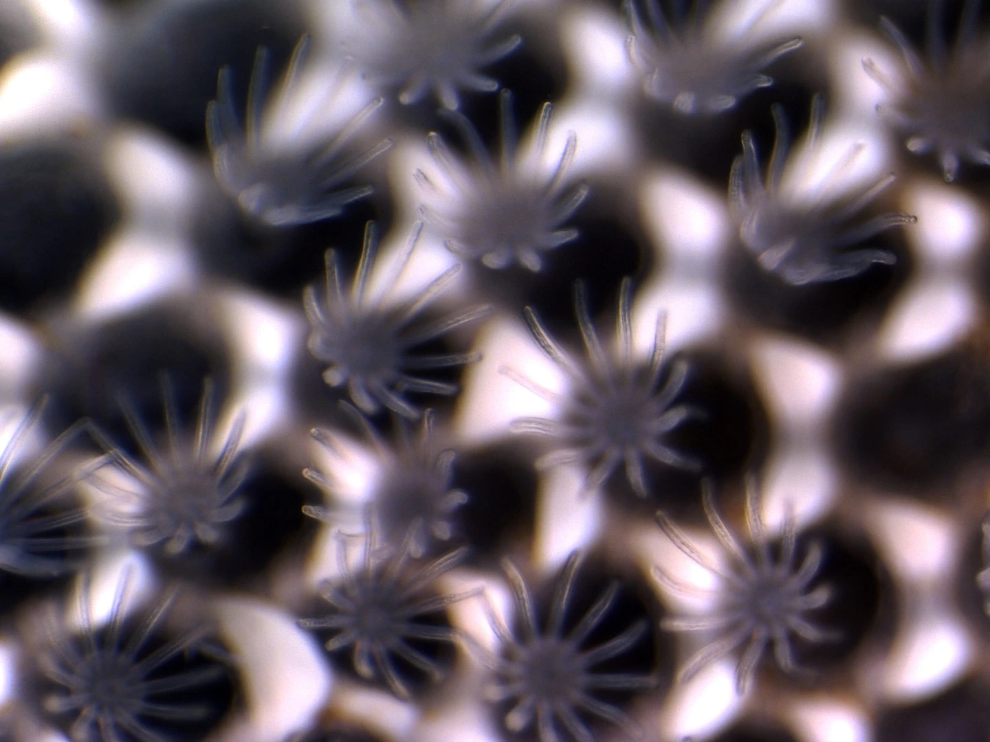 When exposed to conditions that already occur in some parts of the ocean, invertebrate aquatic creatures called bryozoans were found to start dissolving
