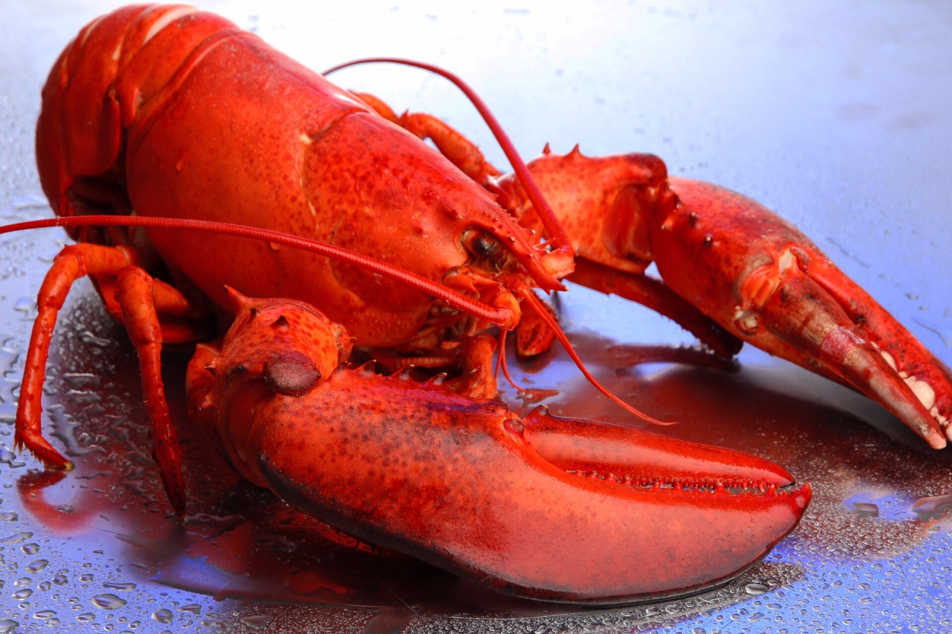 NASA turns to lobsters to help locate the sources of gravitational waves