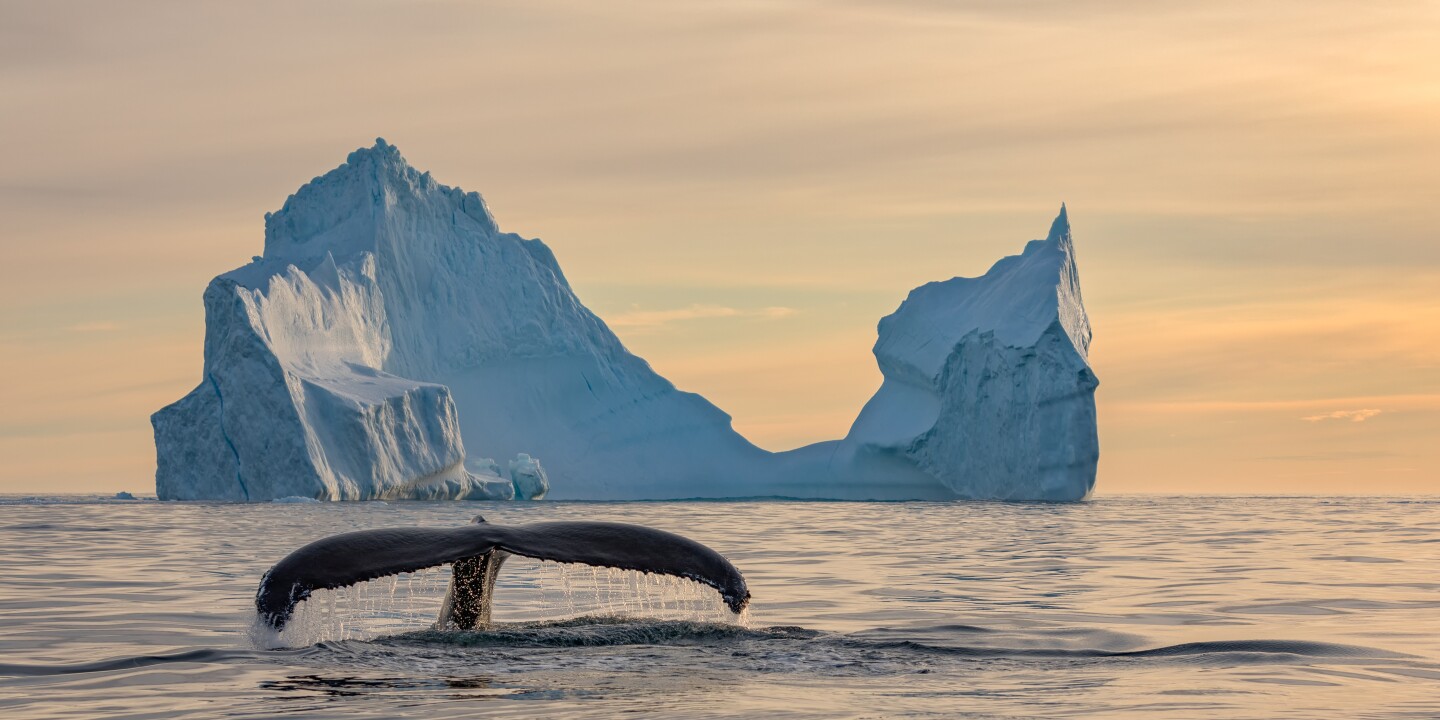 Finalist, Travel. "Two Whales". A humpback whale surfaces in front of a large iceberg that resembles the profile of a sperm whale off the coast of East Greenland, near Tasiilaq