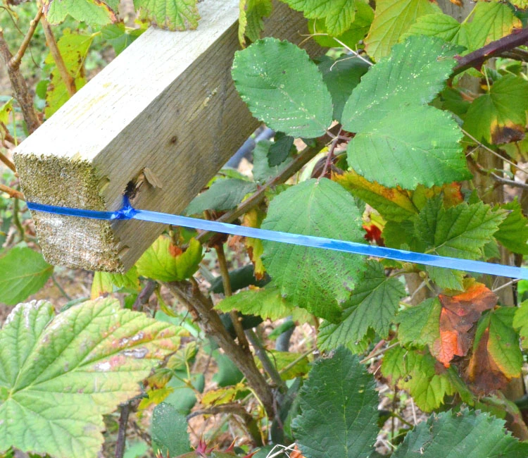The plastic strings are resilient and versatile