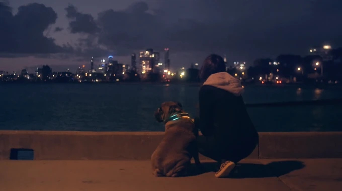 Buddy lights up at night so your dog is more visible
