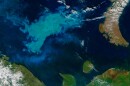 An algae bloom observed in the Arctic in 2016