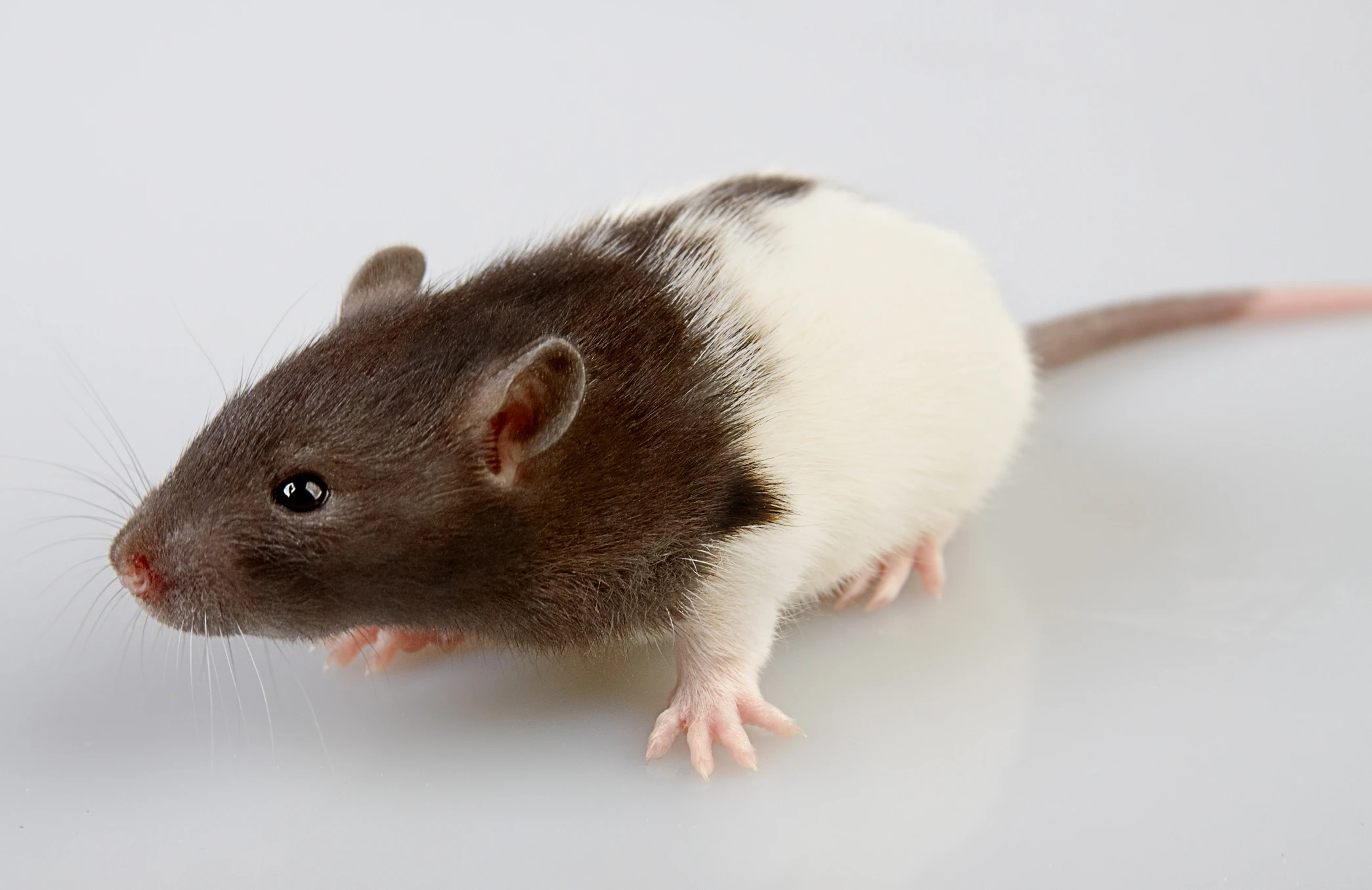 Researchers have used a CT scanner and a 3D printer to create a physical model of a live rat's skeleton (Photo: Shutterstock)