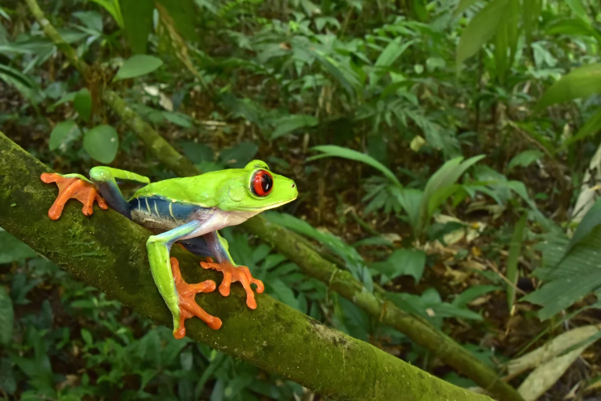 A red-eyed tree frog was one of the amphibian species observed during an expedition to the Lost City of the Monkey God in Honduras
