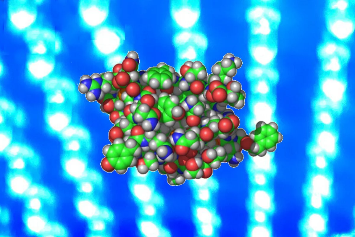 An atomic model of insulin, a hormone that's key to diabetes