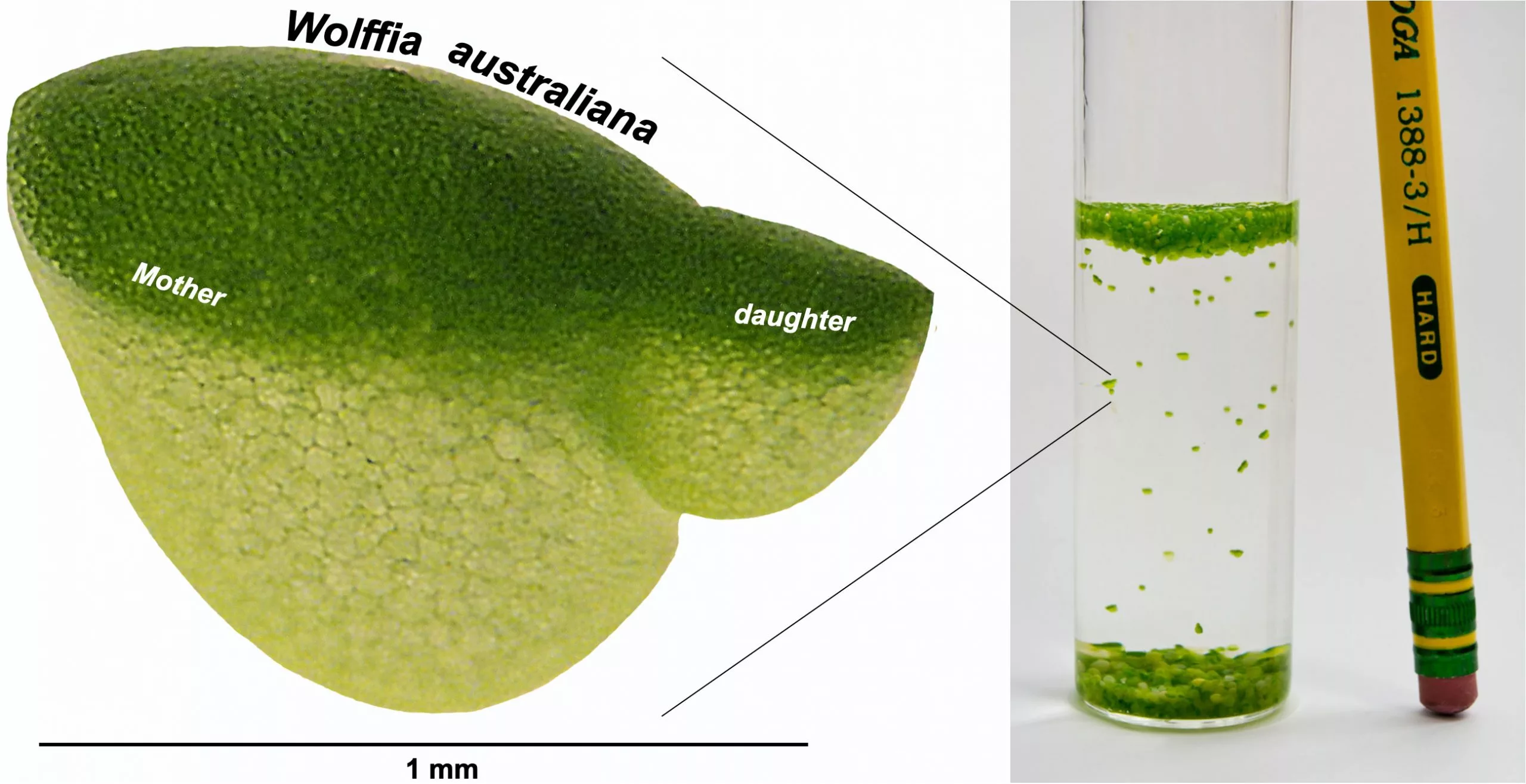 A diagram showing the daughter plant that buds off the mother