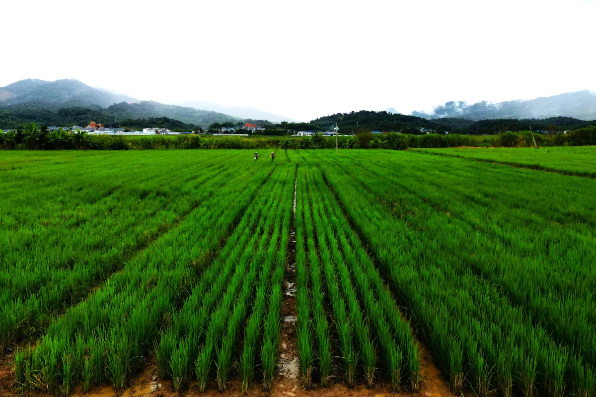 New perennial rice promises less labor, lower costs and higher profits
