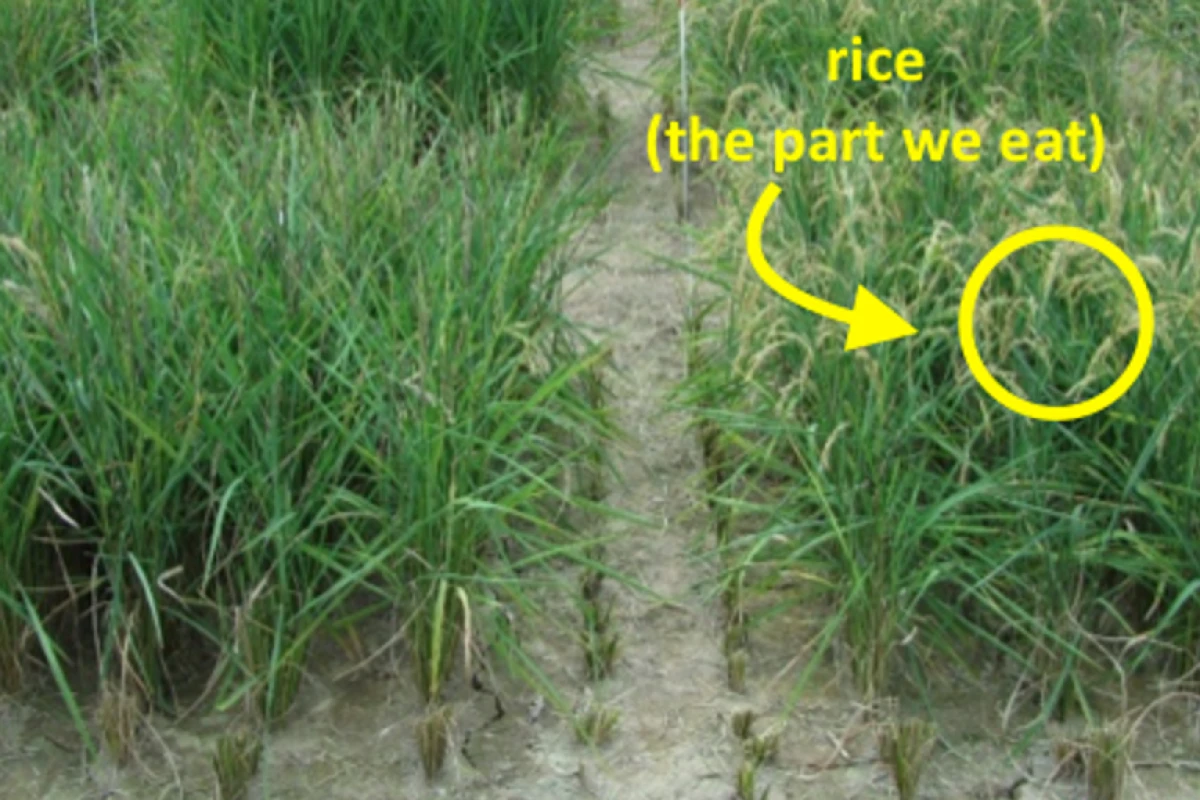 Field performance of unmodified Curinga rice (left) and promising transgenic strain 2580 (right)