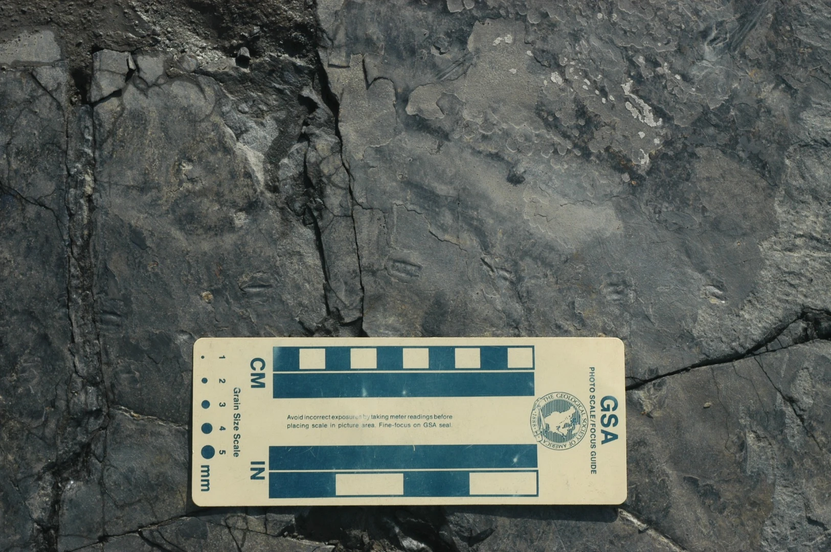 The tiny new dinosaur tracks were found in the Jinju Formation in South Korea