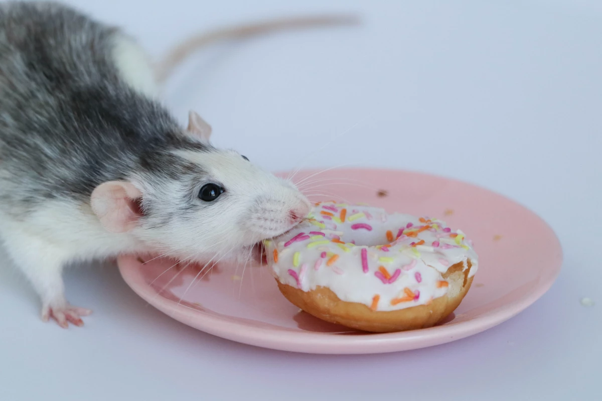 A new study has found how injections of a certain protein into the brain can help put mice and rats into remission from diabetes