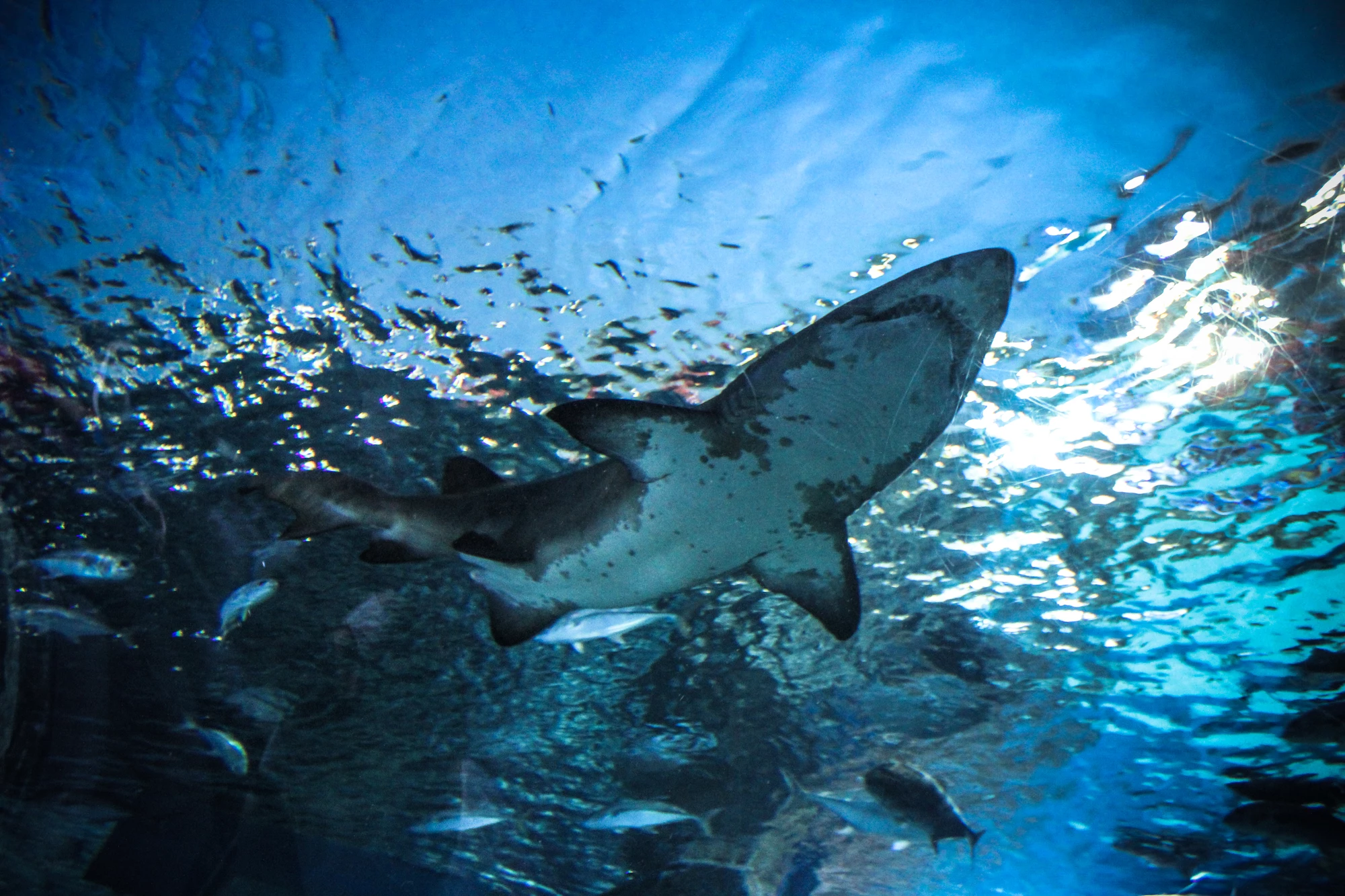 Shark and ray populations are declining at a rapid rate, a new study has found