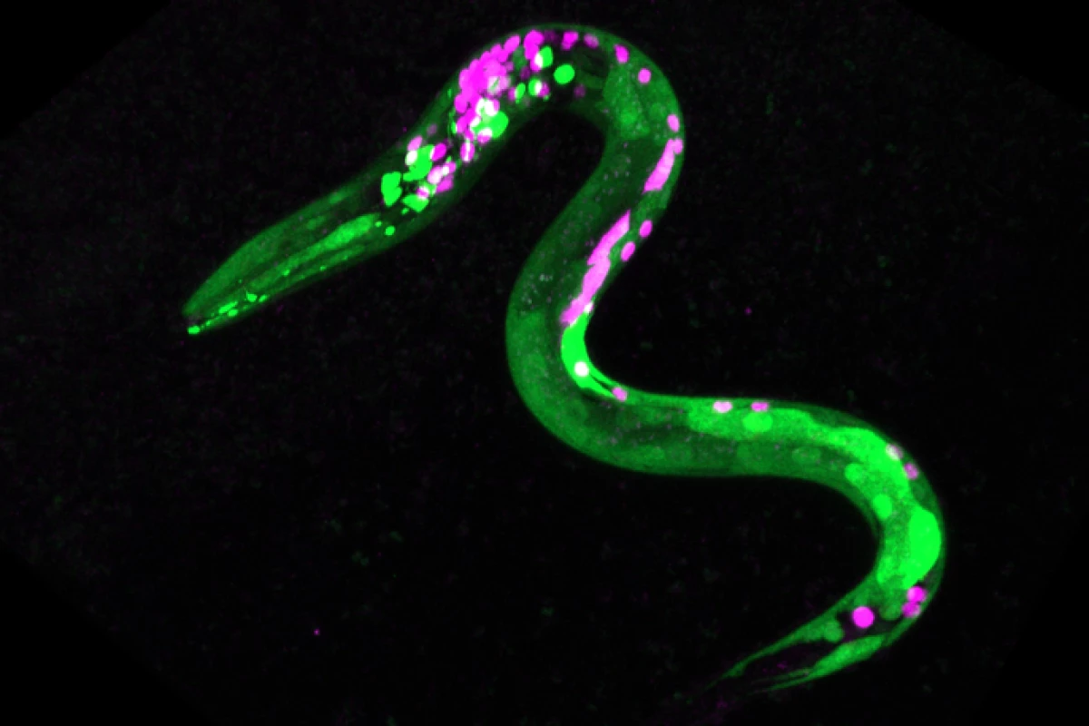 Image of a C. elegans worm genetically engineered to show fluorescence – the green dots are neurons that have responded to cannabinoids