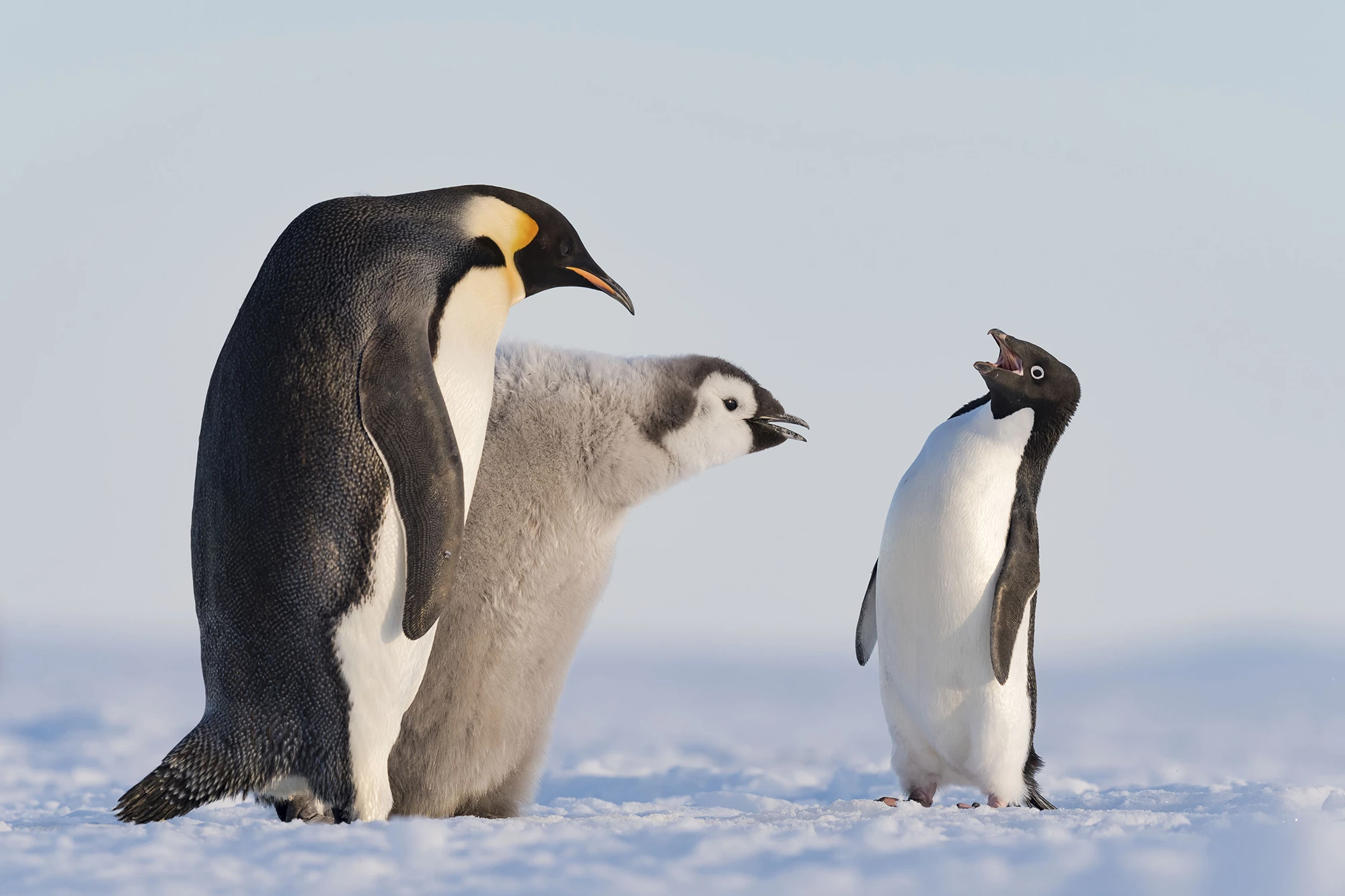 "Troublemaker," depicting an adélie penguin being put in its place by an adult and juvenile king penguin, was shortlisted for the Wildlife Photographer of the Year’s People’s Choice Award
