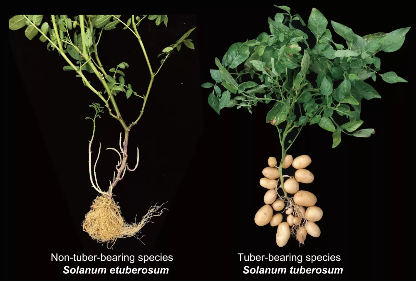 Non-tuber-bearing and tuber-bearing species of the potato plant