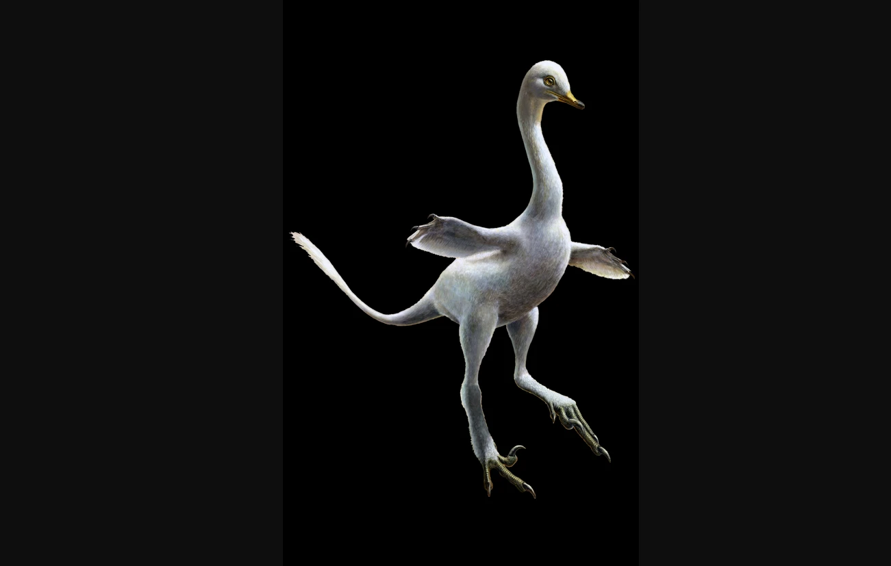 Halszkaraptor is a bizarre new species of dinosaur, blending together a swan, a penguin, a crocodile and a Velociraptor