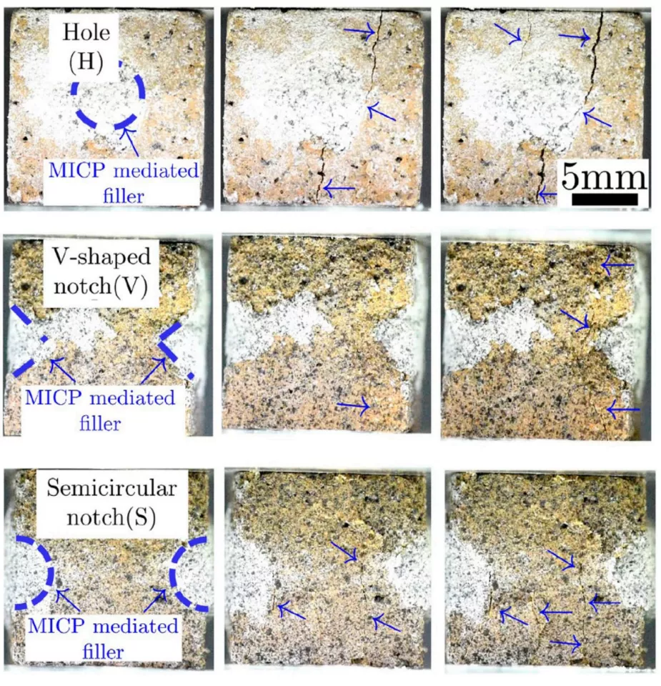 Artificially created cracks in the space bricks filled in by the bacterium's calcium carbonate (the white spots highlighted in blue)