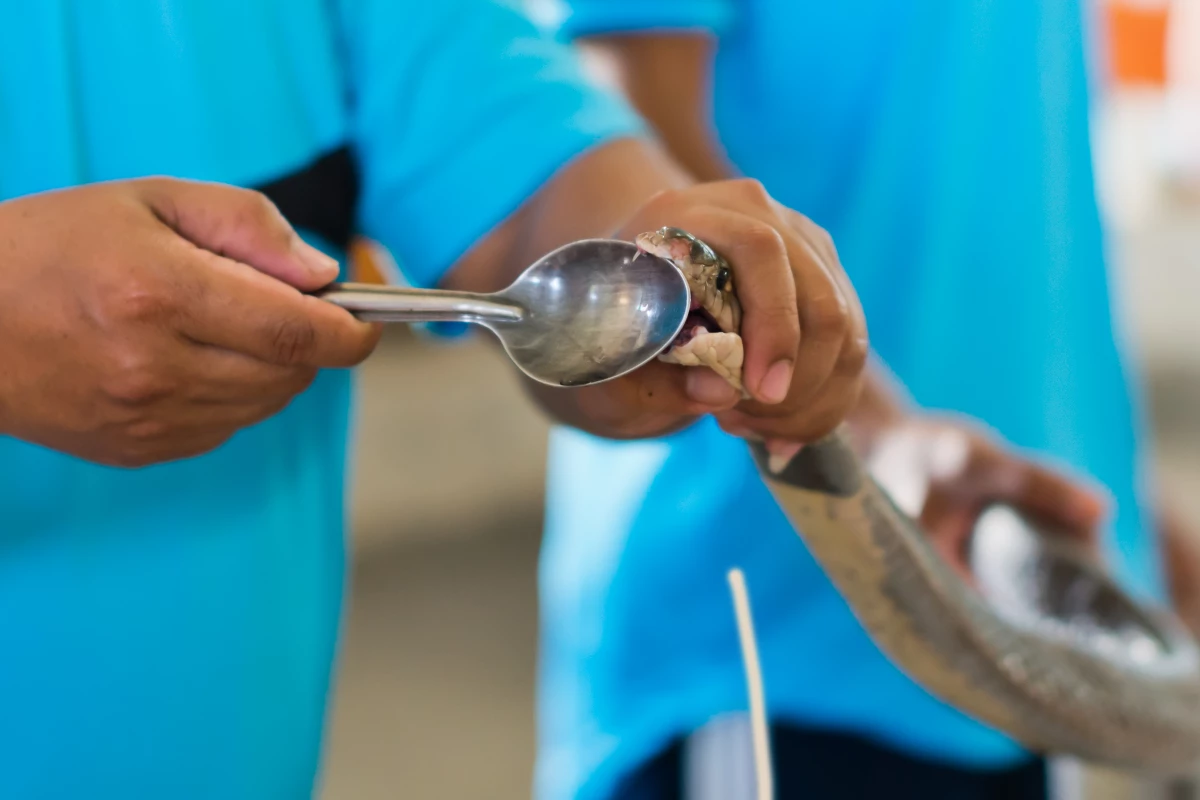 The production of traditional antivenom involves milking venom from captive snakes