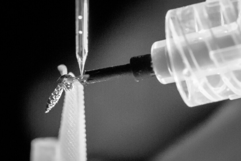 Scientists at the University of Washington set out to study how mosquitoes learn to love certain hosts and avoid others